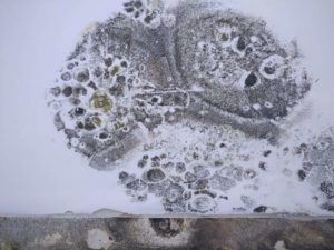 odgrzybianie ścian Warszawa